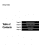 1992 Ford Ranger, Explorer, Aerostar Body Chassis Electrical Service Manual